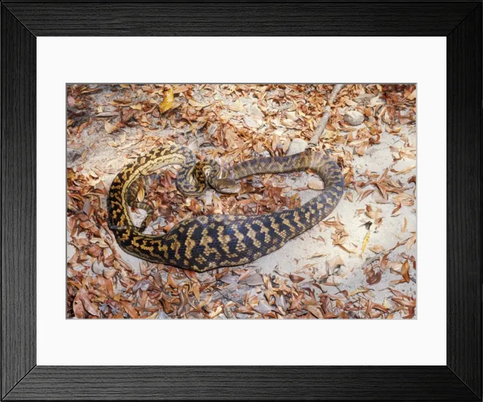 Framed Print : Amethyst / Amethystine / Scrub Python - after swallowing wallaby Framed Print : Amethyst / Amethystine / Scrub Python - after swallowing wallaby