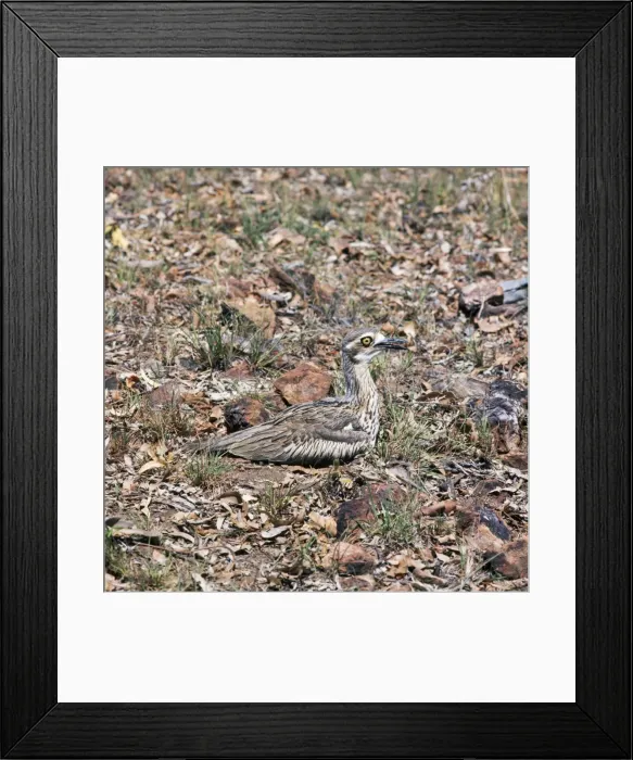 Framed Print : Beach Stone Curlew - incubating eggs Framed Print : Beach Stone Curlew - incubating eggs