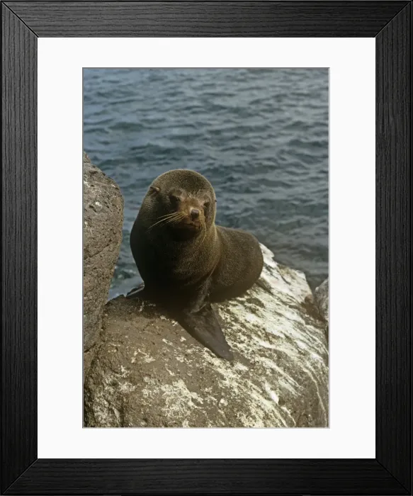 Framed Print : Galapagos Fur Seal - endemic Galapagos Islands Framed Print : Galapagos Fur Seal - endemic Galapagos Islands