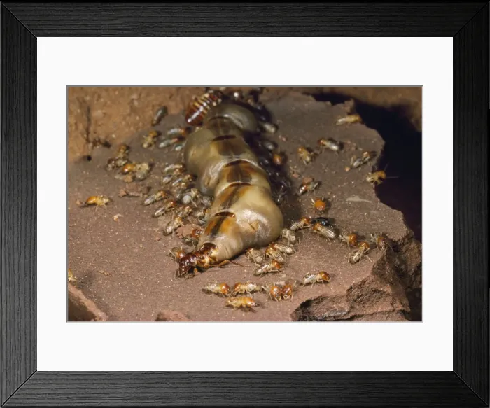 Framed Print : Macro Termite Queen East Africa