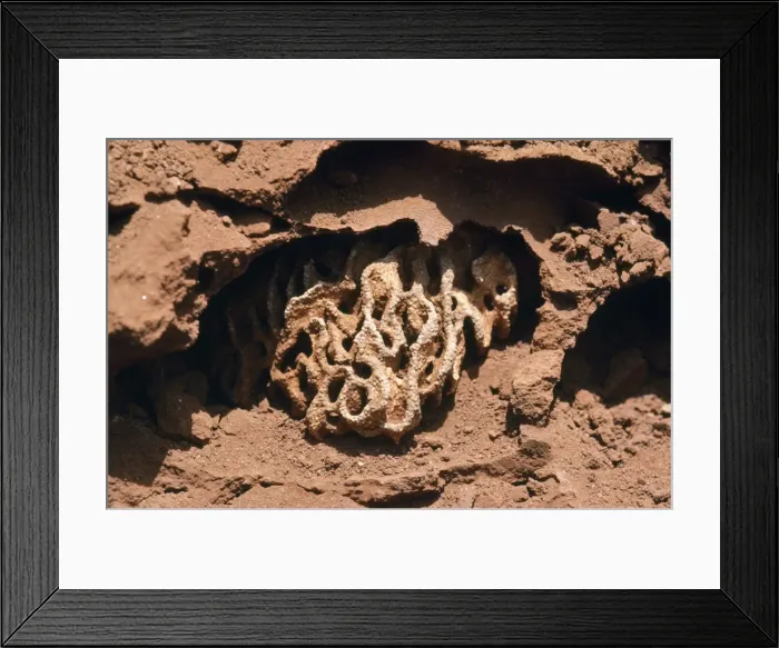 Framed Print : Macro Termite - fungi garden East Africa Framed Print : Macro Termite - fungi garden East Africa