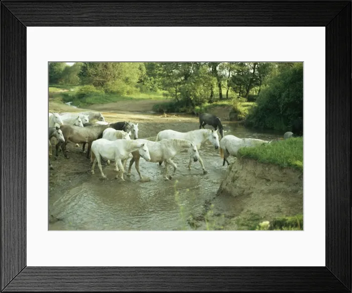 Framed Print : Lipizzaner Horse HDD 744 Group crossing a stream © Hans D. Dossenbach / ARDEA LONDON Framed Print : Lipizzaner Horse HDD 744 Group crossing a stream © Hans D. Dossenbach / ARDEA LONDON