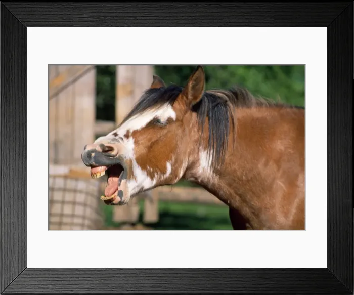 Framed Print : Criollo Horse - showing teeth Framed Print : Criollo Horse - showing teeth