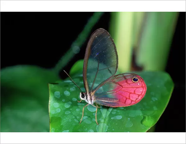 Glasswing Butterfly Brazil, Columbia, Ecuador