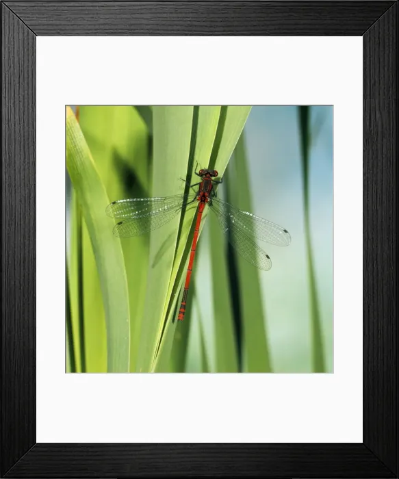 Framed Print : Large Red Damselfly - male Framed Print : Large Red Damselfly - male