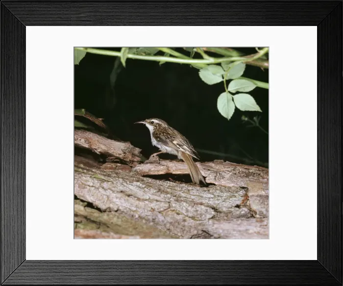 Framed Print : Tree Creeper JAB 1349 Certhia familiaris © J. A. Bailey / ARDEA LONDON Framed Print : Tree Creeper JAB 1349 Certhia familiaris © J. A. Bailey / ARDEA LONDON