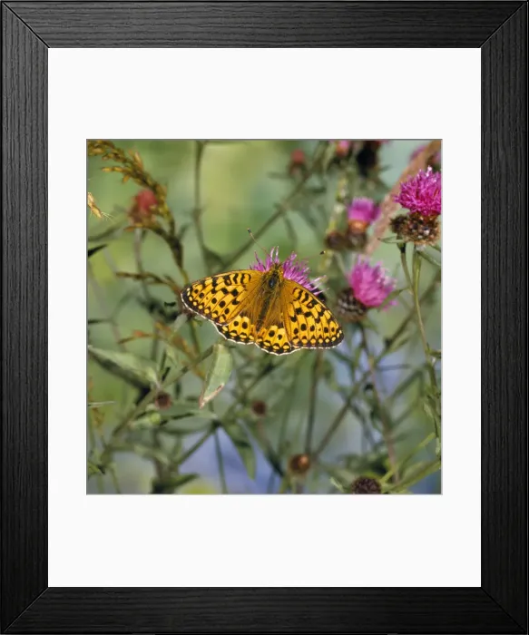Framed Print : Dark Green Fritillary - male Framed Print : Dark Green Fritillary - male