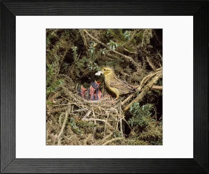 Framed Print : Yellowhammer - female feeding chicks at nest Framed Print : Yellowhammer - female feeding chicks at nest