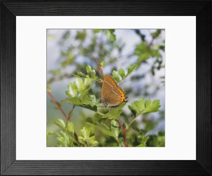 Framed Print : Black Hairstreak Butterfly JAB 3090 Strymonidia pruni © Jack A. Bailey / ARDEA LONDON Framed Print : Black Hairstreak Butterfly JAB 3090 Strymonidia pruni © Jack A. Bailey / ARDEA LONDON