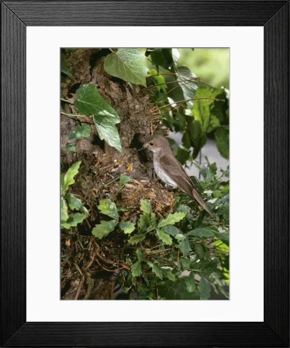 Framed Print : Spotted Flycatcher JAB 59 Young in nest Muscicapa striata © J. A. Bailey ARDEA LONDON Framed Print : Spotted Flycatcher JAB 59 Young in nest Muscicapa striata © J. A. Bailey ARDEA LONDON