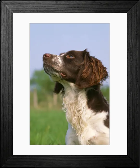 Framed Print : Springer Spaniel Dog - head Framed Print : Springer Spaniel Dog - head