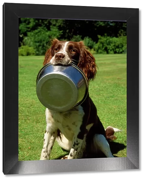Springer Spaniel Dog - with food bowl