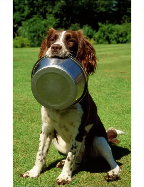 Springer Spaniel Dog - with food bowl