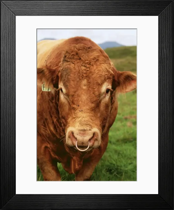 Framed Print : Bull JAM 259 With nose ring, Isle of Skye Scotland. © James Marchington / ARDEA LONDON Framed Print : Bull JAM 259 With nose ring, Isle of Skye Scotland. © James Marchington / ARDEA LONDON