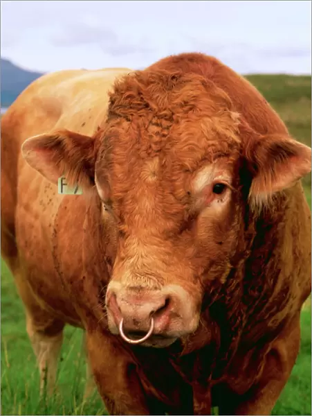 Bull JAM 260 Cattle. Isle of Skye Scotland © James Marchington  /  ARDEA LONDON