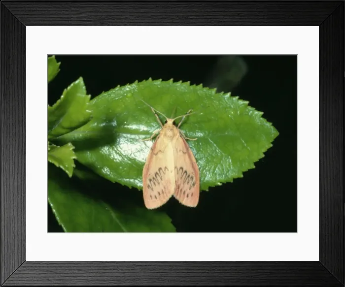 Framed Print : Rosy Footman JB 1570 Miltochrista miniata © J. B. S. Bottomley / ARDEA LONDON Framed Print : Rosy Footman JB 1570 Miltochrista miniata © J. B. S. Bottomley / ARDEA LONDON