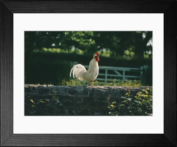 Framed Print : Chicken JB 1684 Cock crowing © J. B & S. Bottomley / ARDEA LONDON Framed Print : Chicken JB 1684 Cock crowing © J. B & S. Bottomley / ARDEA LONDON