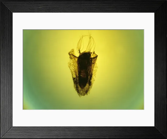 Framed Print : Pupa of Black Fly Simulium JC 156 © John Clegg / ARDEA LONDON Framed Print : Pupa of Black Fly Simulium JC 156 © John Clegg / ARDEA LONDON