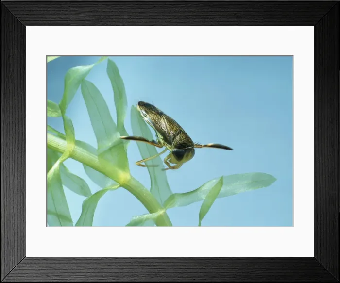 Framed Print : Lesser Water-Boatman Framed Print : Lesser Water-Boatman