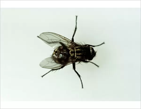 Horse Fly JC 222 Diptera : Tabanus bromius © John Clegg  /  ARDEA LONDON