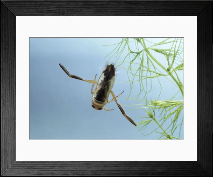Framed Print : Water Boatman Framed Print : Water Boatman