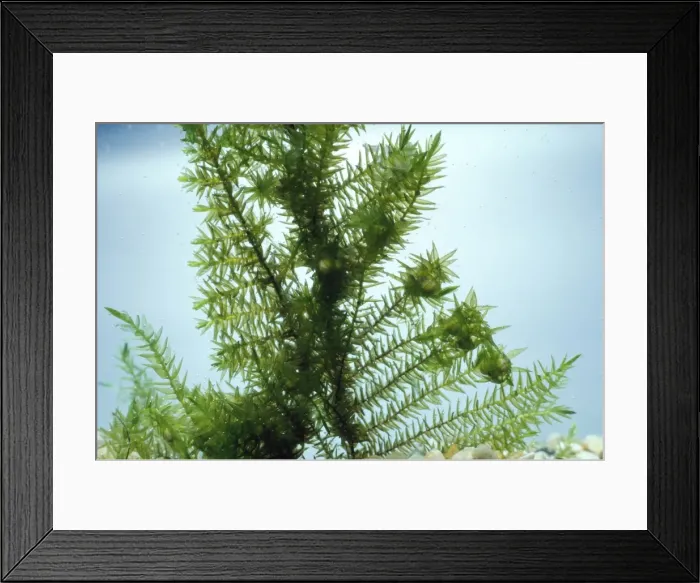 Framed Print : Palmate Newt eggs Framed Print : Palmate Newt eggs