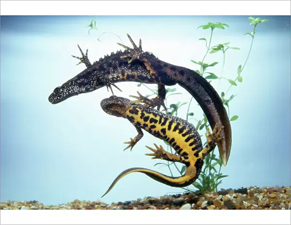 Great Crested Newt - male & female