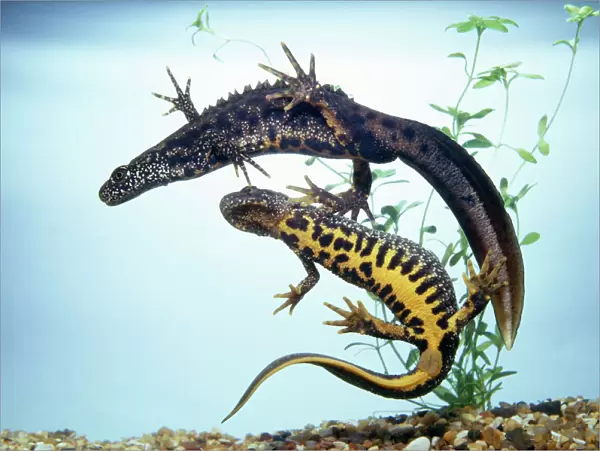 Great Crested Newt - male & female