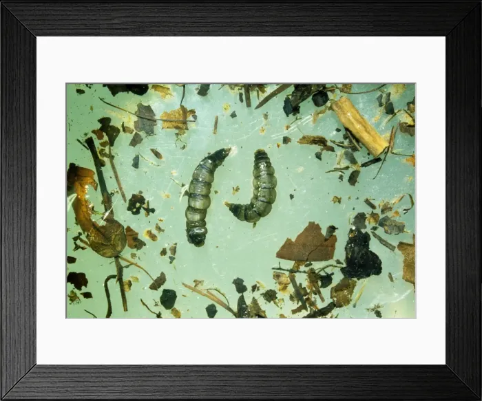 Framed Print : Cranefly - larvae Framed Print : Cranefly - larvae