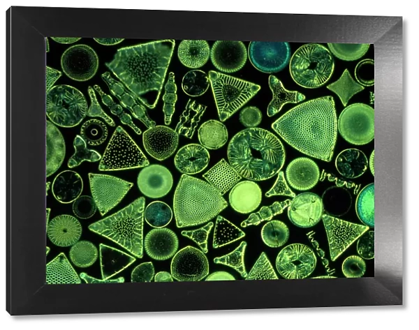 Diatoms - marine (x25)