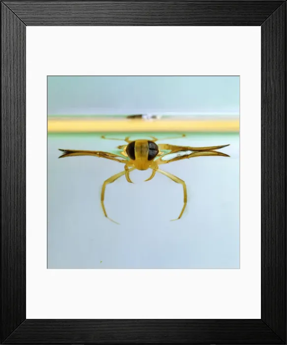 Framed Print : Lesser Water Boatman Family: Corixidae Framed Print : Lesser Water Boatman Family: Corixidae
