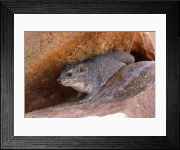 Framed Print : Rock Hyrax / Dassie Framed Print : Rock Hyrax / Dassie