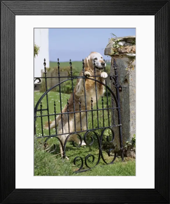 Framed Print : Dog JD 10461 Standing up at gate © John Daniels / ARDEA LONDON Framed Print : Dog JD 10461 Standing up at gate © John Daniels / ARDEA LONDON