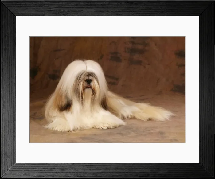 Framed Print : Lhasa Apso Dog JD 10578 © John Daniels / ARDEA LONDON Framed Print : Lhasa Apso Dog JD 10578 © John Daniels / ARDEA LONDON