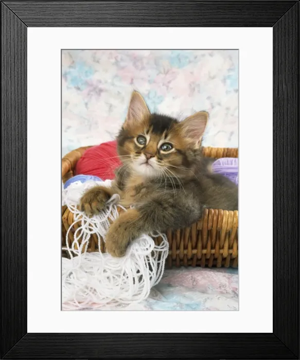 Framed Print : Somali Cat - kitten in basket of wool Framed Print : Somali Cat - kitten in basket of wool