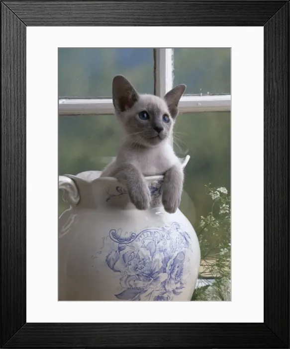 Framed Print : Siamese Kitten JD 11433E In jug © John Daniels / ARDEA LONDON Framed Print : Siamese Kitten JD 11433E In jug © John Daniels / ARDEA LONDON