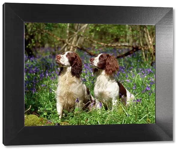 English Springer Spaniel Dogs - in bluebell woodland