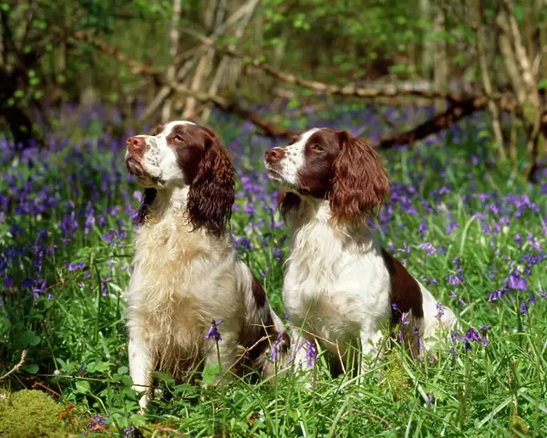 English Springer Spaniel Dogs - in bluebell woodland