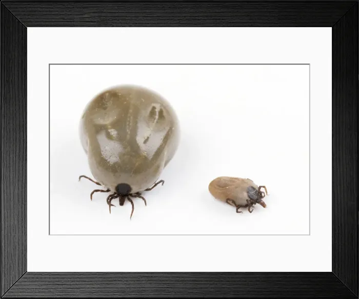 Framed Print : Tick - showing engorged & normal state Framed Print : Tick - showing engorged & normal state