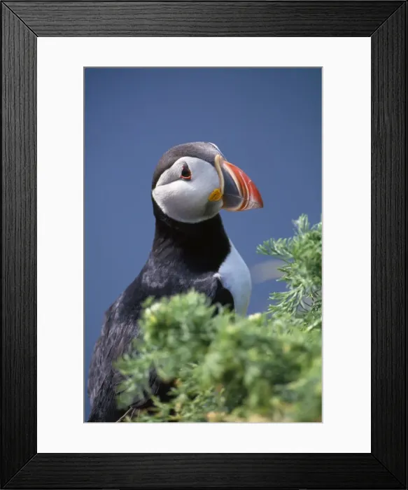 Framed Print : Puffin. JD-11963. PUFFIN - C / U SIDE VIEW Framed Print : Puffin. JD-11963. PUFFIN - C / U SIDE VIEW