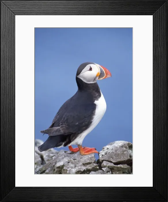 Framed Print : Puffin. JD-11976. PUFFIN - C / U STANDING ON ROCK Framed Print : Puffin. JD-11976. PUFFIN - C / U STANDING ON ROCK