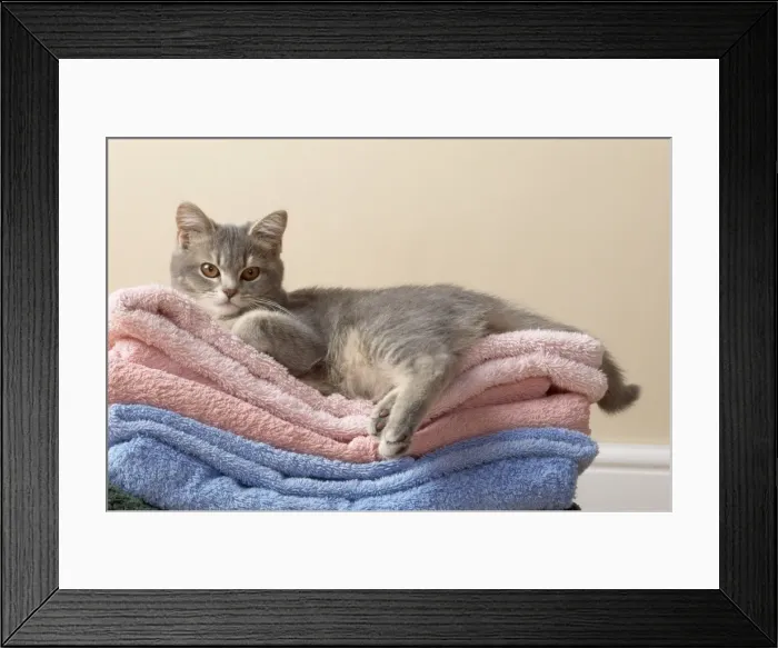 Framed Print : Cat - kitten on clean washing towels Framed Print : Cat - kitten on clean washing towels