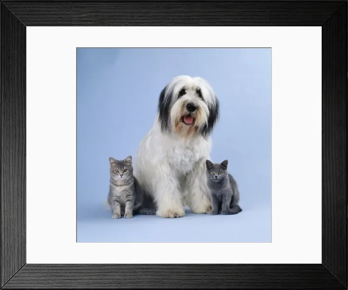 Framed Print : Dog / Kitten JD 12431 Polish lowland Sheepdog with Kittens © John Daniels / ARDEA LONDON Framed Print : Dog / Kitten JD 12431 Polish lowland Sheepdog with Kittens © John Daniels / ARDEA LONDON