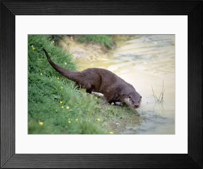 Framed Print : Otter JD 12455 Lutra lutra - on river bank © John Daniels ARDEA LONDON Framed Print : Otter JD 12455 Lutra lutra - on river bank © John Daniels ARDEA LONDON
