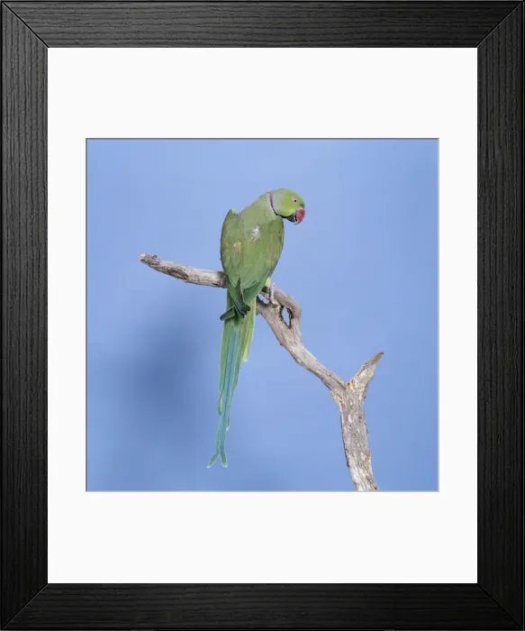 Framed Print : Rose Ringed Parakeet JD 13149 Ring Necked Parakeet Psittacula krameri © John Daniels / ARDEA LONDON Framed Print : Rose Ringed Parakeet JD 13149 Ring Necked Parakeet Psittacula krameri © John Daniels / ARDEA LONDON