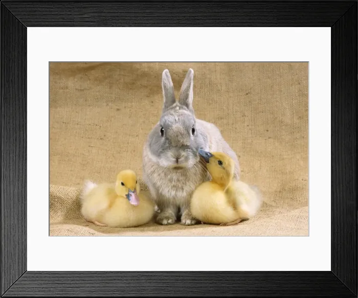 Framed Print : Rabbit - with Muscovy ducklings Framed Print : Rabbit - with Muscovy ducklings
