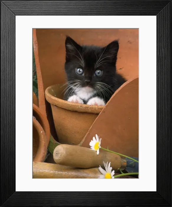 Framed Print : Black & White Cat - kitten in flowerpot Framed Print : Black & White Cat - kitten in flowerpot