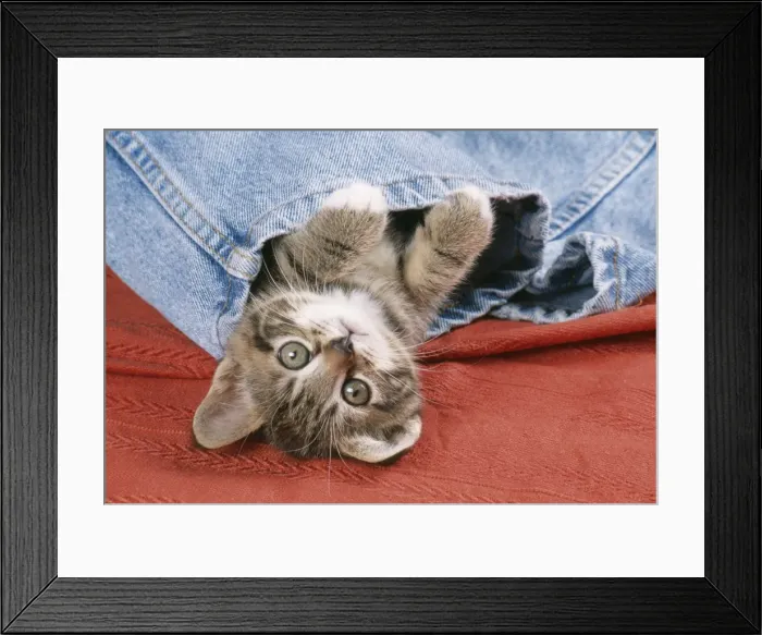 Framed Print : Kitten JD 13286 In Jeans © John Daniels / ARDEA LONDON Framed Print : Kitten JD 13286 In Jeans © John Daniels / ARDEA LONDON