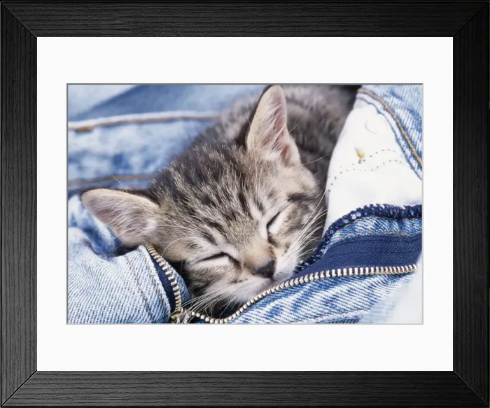 Framed Print : Cat JD 13288 Kitten in jeans © John Daniels / ARDEA LONDON Framed Print : Cat JD 13288 Kitten in jeans © John Daniels / ARDEA LONDON