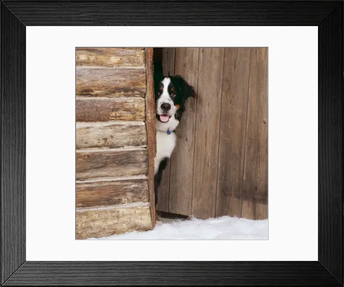 Framed Print : Bernese Mountain Dog JD 13310 At log cabin door © John Daniels / ARDEA LONDON Framed Print : Bernese Mountain Dog JD 13310 At log cabin door © John Daniels / ARDEA LONDON